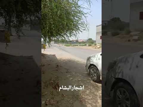 اشجار البشام في منطقة جازان