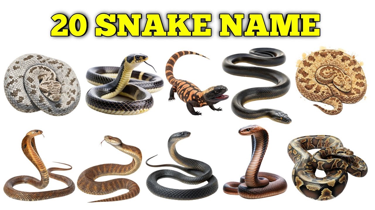 Snake name for kids | 20 साँप और रेंगने वाले जीव | 20 Reptiles Name in Hindi & English | Kids Video