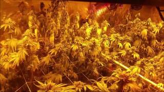 kaweah co op garden report no 14