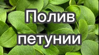 Полив петунии. Как правильно поливать петунии.