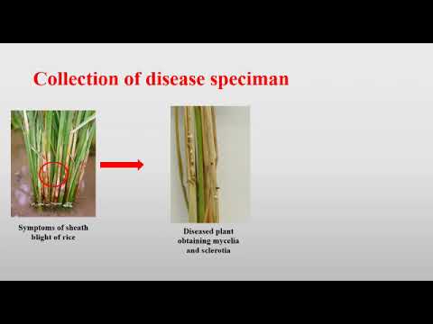 Video: Rhizoctonia ravi maasikatel – õppige tundma maasika Rhizoctonia seent