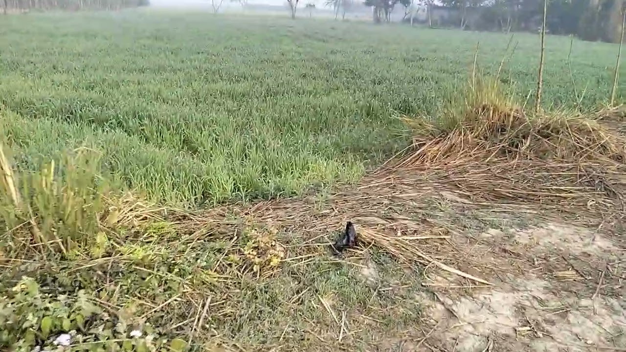 100 बीघा जमीन बिकाऊ है डिमांड 1. लाख 80 हजार रूपए प्रति बीघा मांग संपर्क 8090291079