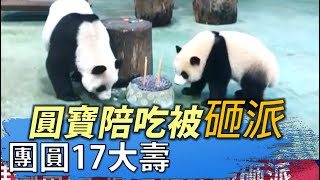 團圓17大壽 圓寶陪吃被砸派  八大民生新聞 2021083020