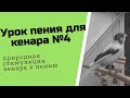 Как научить кенара петь