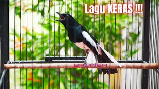 Lagu Enak, Variasi Banyak, Volume Keras, Sangat Cocok Buat Pemasteran Kacer Anda !!!