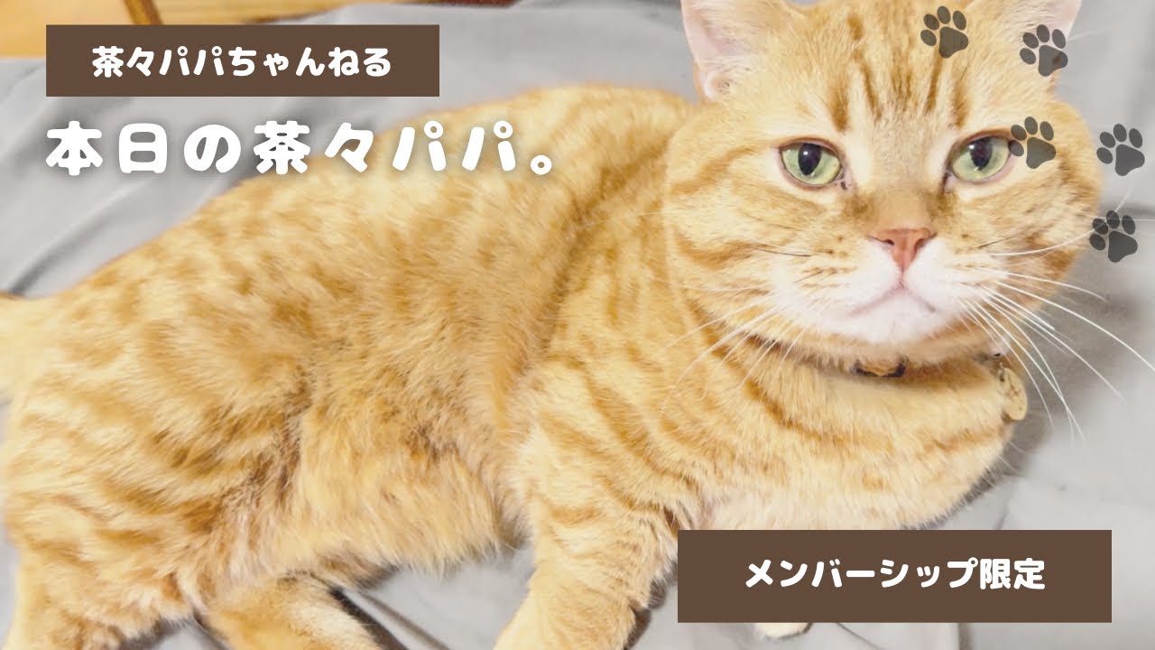 本日の茶々パパ。 - YouTube