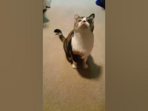 My cat squeaks instead of meowing - YouTube