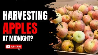 Why Did We Harvest Apples at Midnight?!