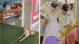 Adorable stray dog crashes wedding and ends up finding his forever home
