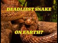 Deadliest snake in the world:  Eastern brown snake