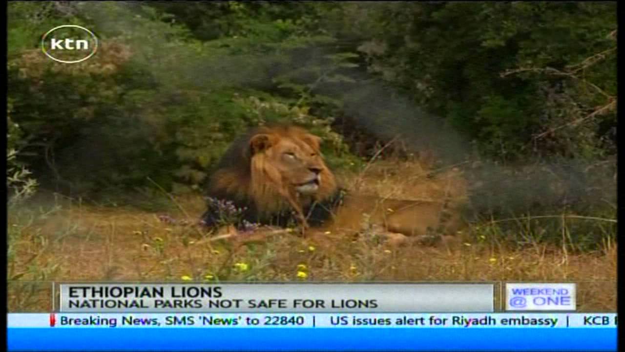 Ethiopian rare black lions struggling to survive due to loss of habitat