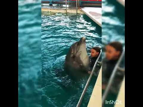Дельфинарий Партенит😎😃 - YouTube
