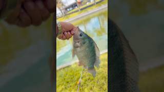 Esse e o Juninho Peixe da Fazenda Blackstone #shorts #thiagoreis #blackstone #peixe