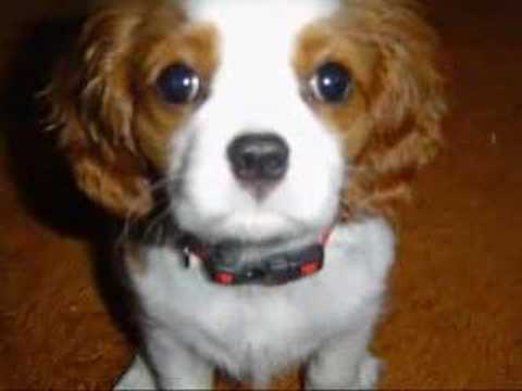 cavalier king charles spaniel jack russell mix
