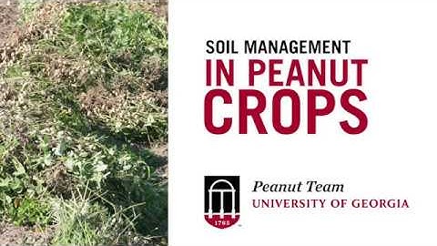 Soil Management in Peanuts