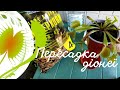 Пересадка венериної мухоловки (діонеї) #carnivorousplants #venusflytrap #dionaea #dionaeamuscipula