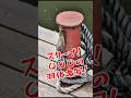 船着場で〇〇〇の羽化を見つけたよ