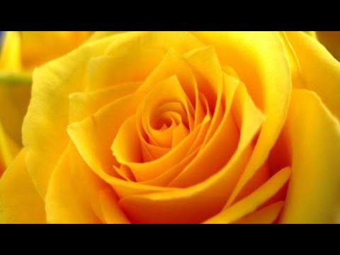 فيديو: ماذا ترمز الزهور الصفراء؟