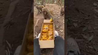 Bandar Monkey Video बनदर खय कक