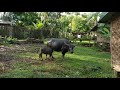 Our Carabao and two of her babies