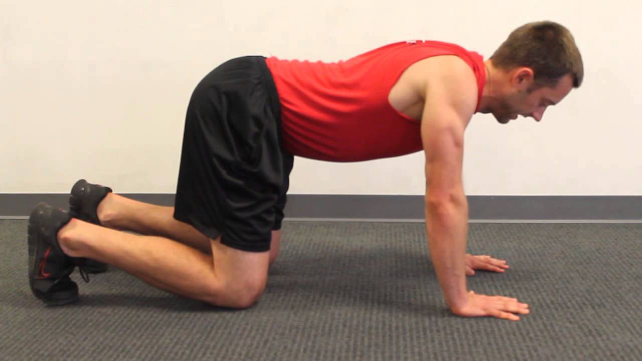 exercise 14.1 class 11 Bear Crawl Position