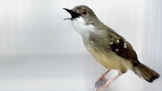 Cisem gacor,SUARA NEMBAK-NEMBAK STANDAR MEMANCING BUNYI‼️