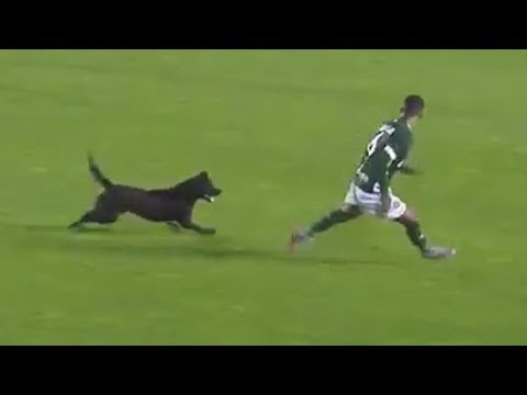 Video: Pet Scoop: Cat întârzie meciul de fotbal în Anglia, salvat câinele Bites Reporter TV