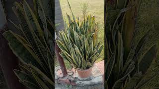 best air purifier plant Snake 🐍 plant #bestairpurifier #snakeplant