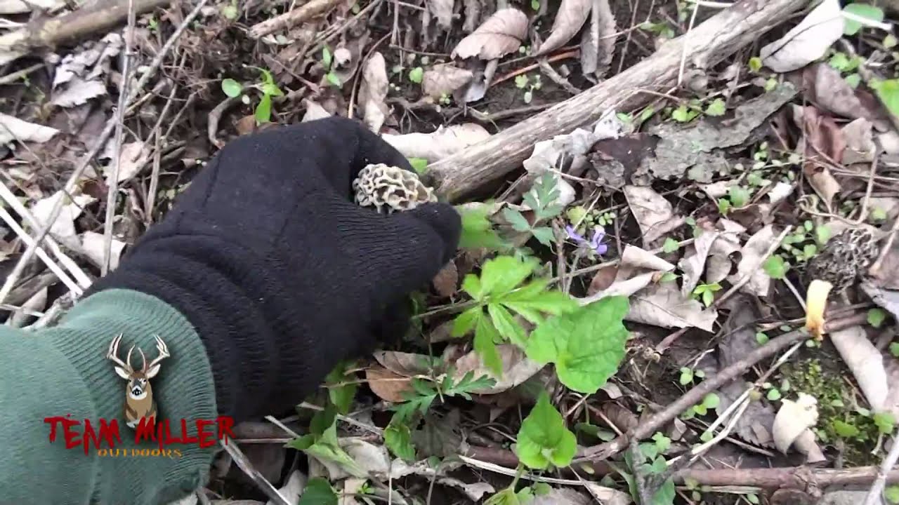 Morel Mushroom Hunting In Ohio April 2011 YouTube morel-mushroom-hunting-in-ohio-april-2011-youtube