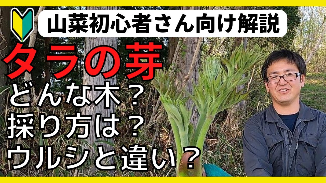 【初心者向けタラの芽採り解説】山菜採り｜服装は？どんな木？ウルシとの違い？採り方見分け方、楽しく詳しく解説、マックスむらいさんに似てると言われました！？