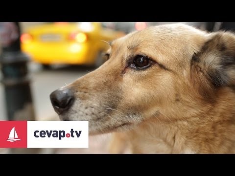 Köpeklerde Raşitizm Hastalığı Nedir Ve Hastalıktan Nasıl Korunur?