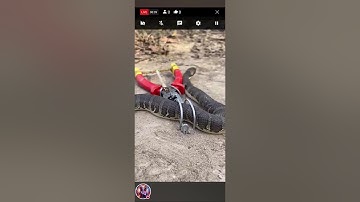 DIY Snake Trap using Pliers #creativesnaketrap #buildsnaketrap#shortsvideo