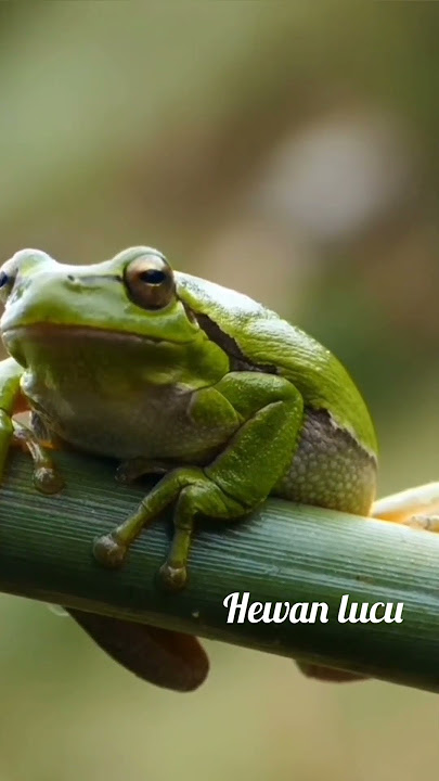 Inilah panduan suara kodok pas hujan #kodoklucu #rain #animals