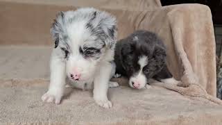 Slate border collie and Blue Merle Border collie from KC's Litter - Reserved by Carrilea Wilson 116 views 1 month ago 1 minute, 39 seconds