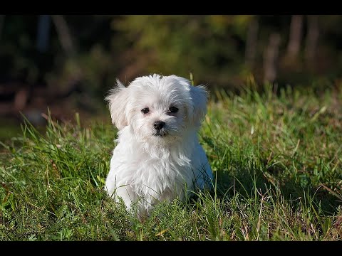 Video: Što je značenje PPSA?