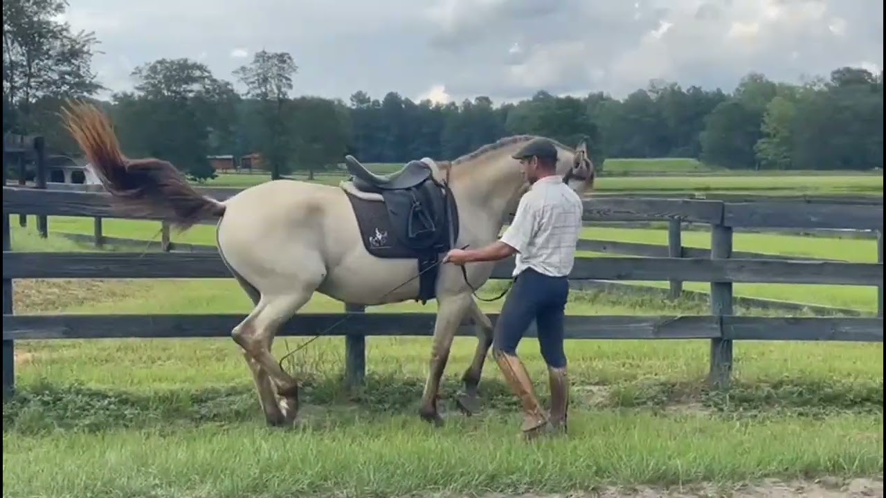 SOLD! 6 yr old 15.3h buckskin Lusitano gelding schooling 3rd+ piaffe! in USA
