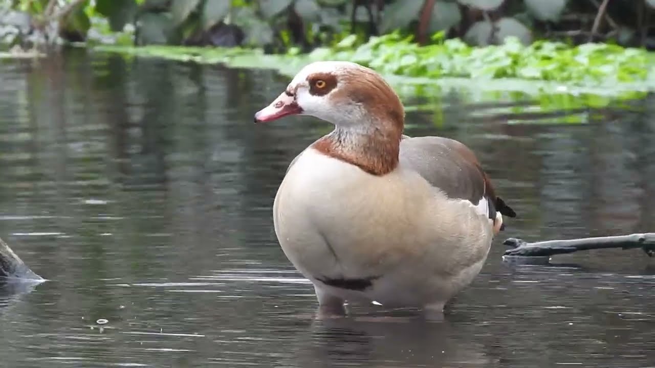 Spring Wildlife at Morden Hall Park 🐦 Can You Spot the Baby Egyptian Geese?