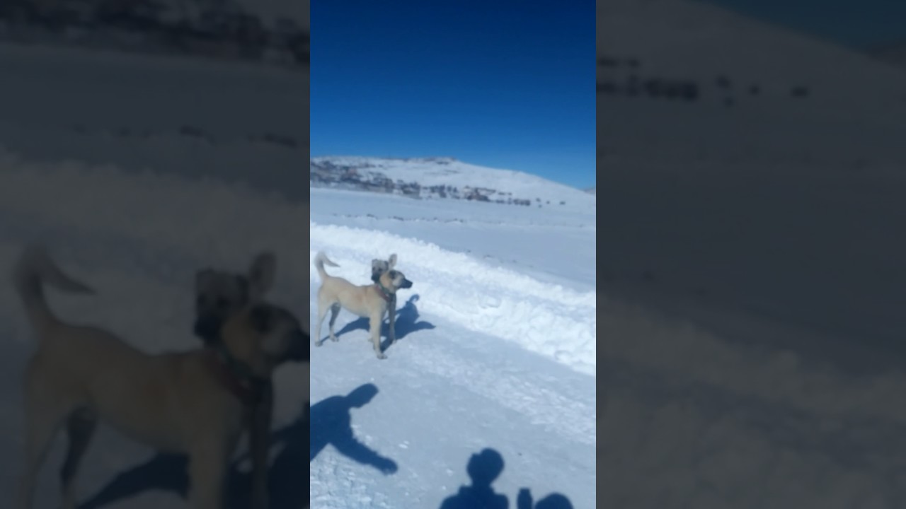 Köpek dövüşleri 🤣🤣🤣 YouTube