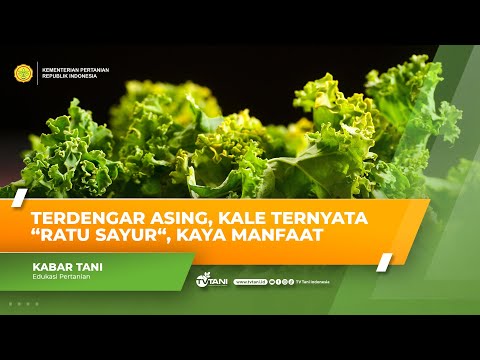 Rasa Sayur Kale
