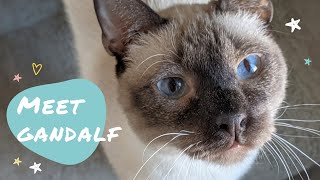 ADOPTED! Adopt Me! Meet Gandalf a Siamese Rescue Cat Looking for a Forever Home