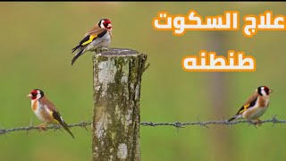 افضل بتبته هذا الموسم للتغير ريش علاج الصمت علاج السكوت عند الحسون goldfinch singing