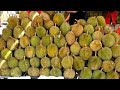 DURIAN SEASON ? The SMELLIEST FRUIT in the World????