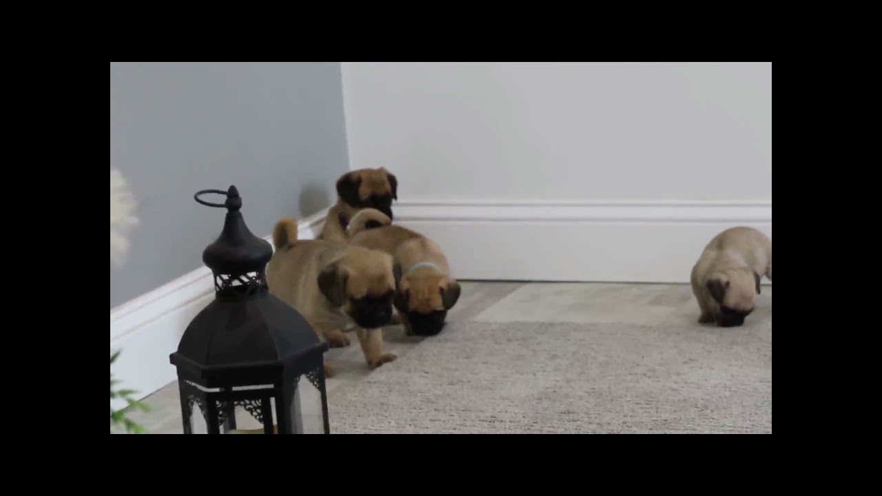 Puggle Puppies For Sale