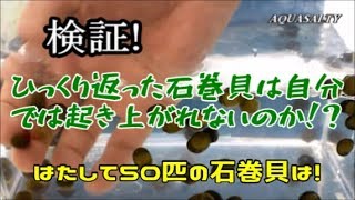 石巻貝はひっくり返ったら自力では起き上がれないのか?【アクアリウム】