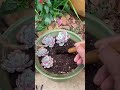 How to Repot Succulents FAST (The 5-Minute Method)