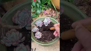 How to Repot Succulents FAST (The 5-Minute Method)