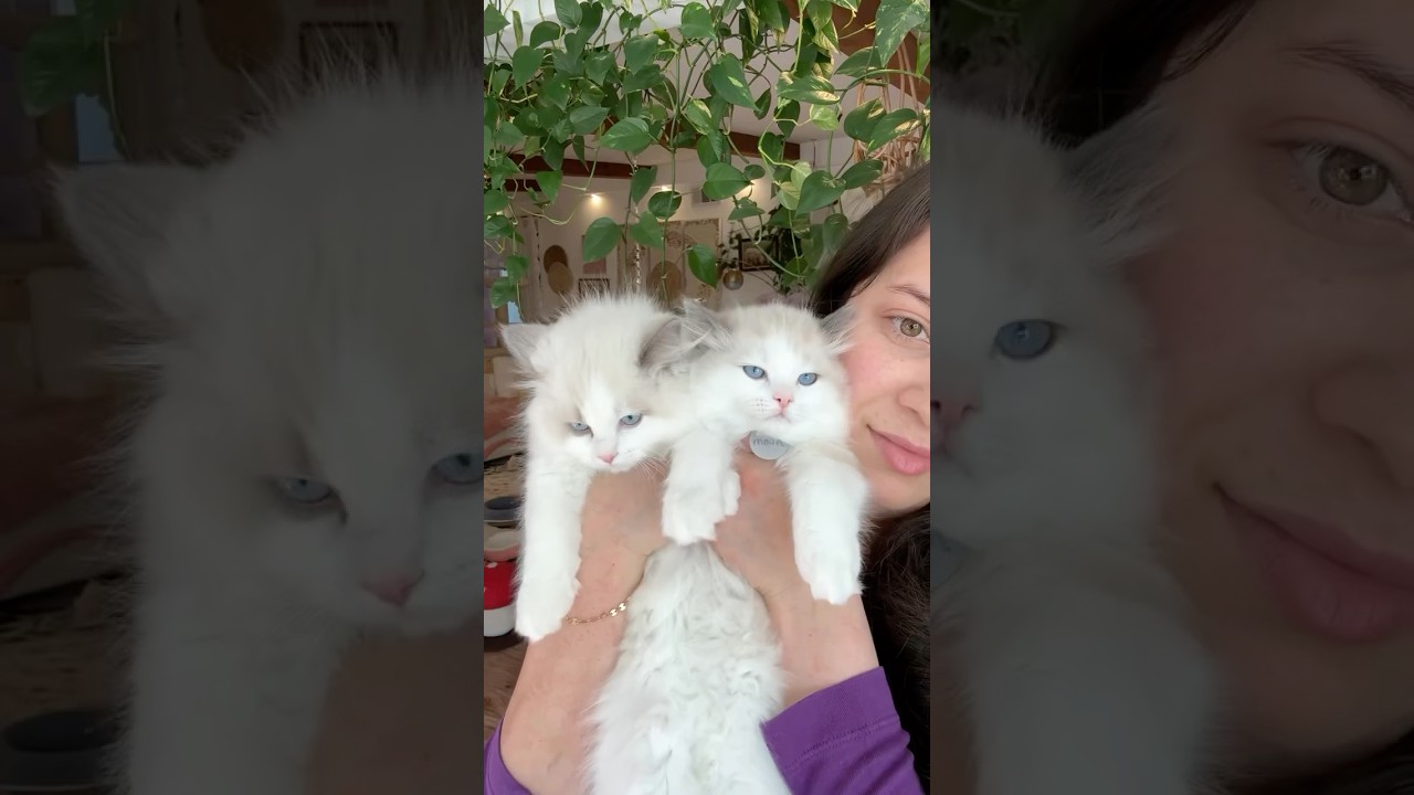 How do you hold your kitty? 😚 #ragdoll #cat #adoreble