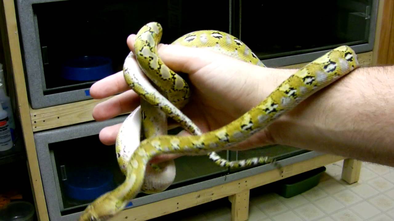 snake oil Platinum Jamp and Platinum Jamp Tiger