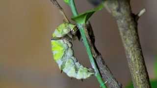 caterpillar pupation
