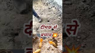 दीमक का पक्का इलाज #shorts #viral